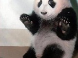 funny-pictures-panda-will-let-you-take-the-bamboo