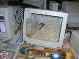 PC-Monitor-Hampster-Cage,J-P-257317-13